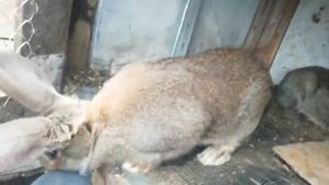 Кролики фландр. Описание породы