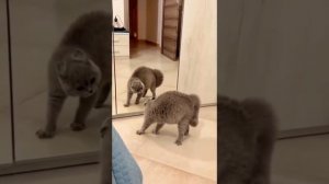 подборкакотиков