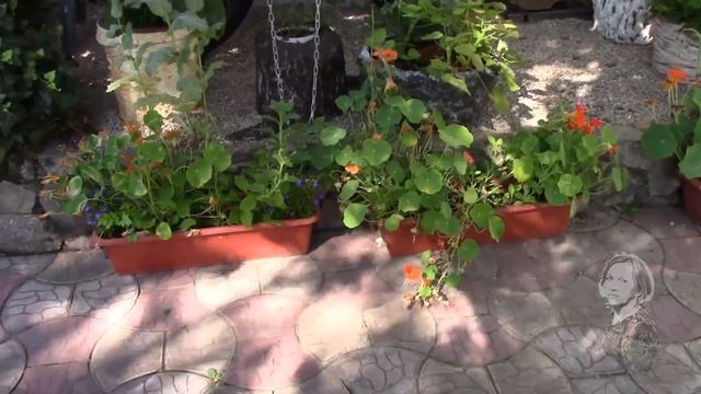 НАСТУРЦИЯ СТРАДАЕТ ОТ ПАЛЯЩЕГО СОЛНЦА. смотреть онлайн