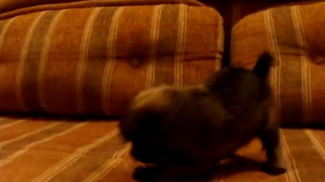 Щенок Брюссельского гриффона Тресси смотреть онлайн