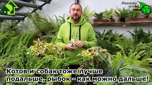 СЕКРЕТ УСПЕШНОГО ОГОРОДА НА ПОДОКОННИКЕ. С этим средством все растения будут выглядеть ОТЛИЧНО!