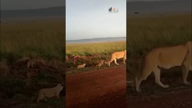 10 августа — Всемирный день льва (World Lion Day)