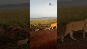 10 августа — Всемирный день льва (World Lion Day)