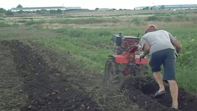 Копаем картофель  веерной картофелекопалкой.
