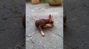 Мальчик Той-терьер,щенок 3 месяца