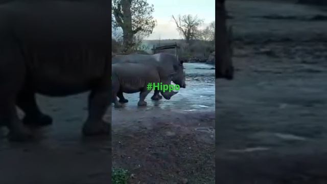 #Hippo# Pairi Daiza