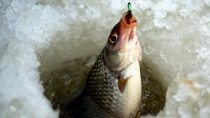 Несколько рецептов прикормки для зимней и летней рыбалки.