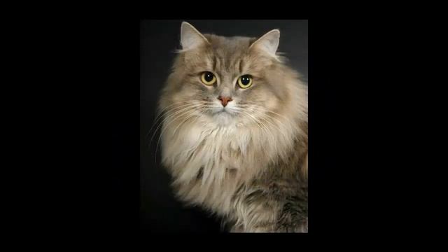 Cибирская кошка.