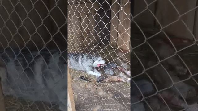 Siberian husky. Это не хаски а звери .Самое интересное в конце !!!!! смотреть онлайн