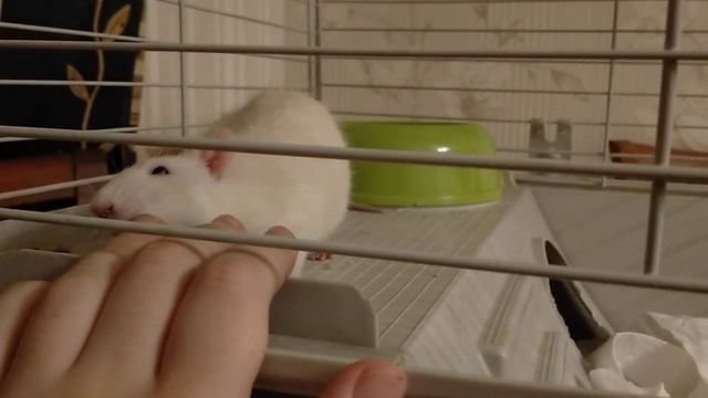 Танкуоль смотреть онлайн