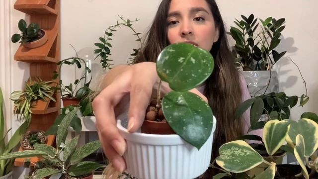 HUGE Rare Hoya Collection | 70+ Plants! смотреть онлайн