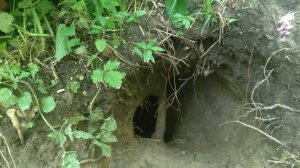 Охота на барсука // Охота на барсука с Ягдтерьером Нора
