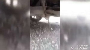 Пежо 308 Ситроен С4 ep6 замена стабилизаторов стойки своими руками