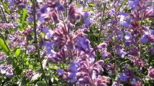 ЕЛЕНА  РЕРИХ. Магнит Психической энергии. 22.01.2023.