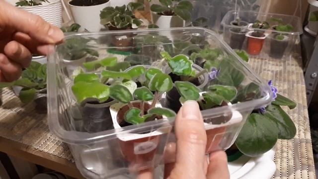 Фиалка от листа до цветущей розетки! Все в одном видео!!! смотреть онлайн