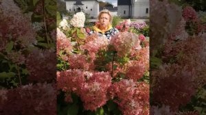 Гортензия-великан "Фантом"