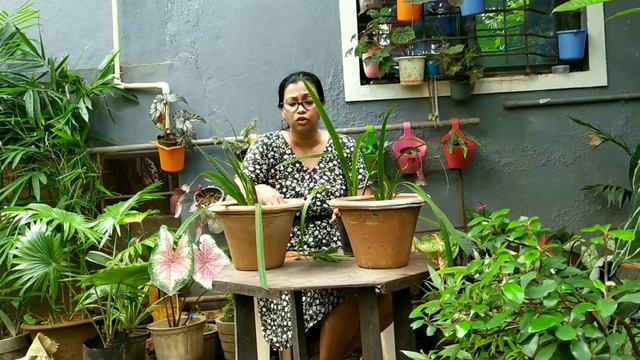 Walking Iris/Walking Apostle/ Neomarcia Gracilis 🌱 Propagation and Care🌱 смотреть онлайн