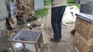 Основное правило начинающего пчеловода. Сколько ульев должно быть на пасеке с пч