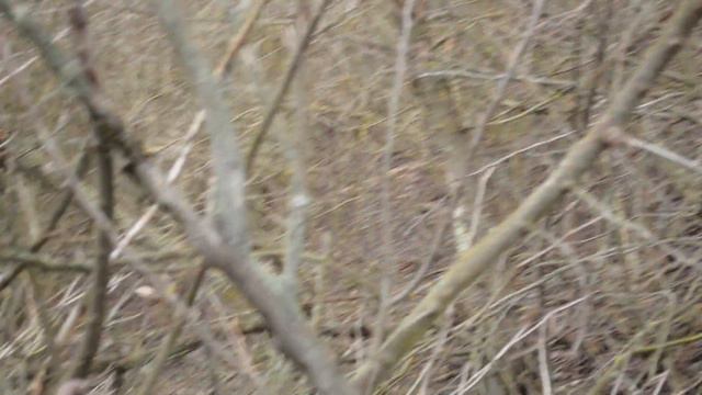 Косули на новых местах. смотреть онлайн