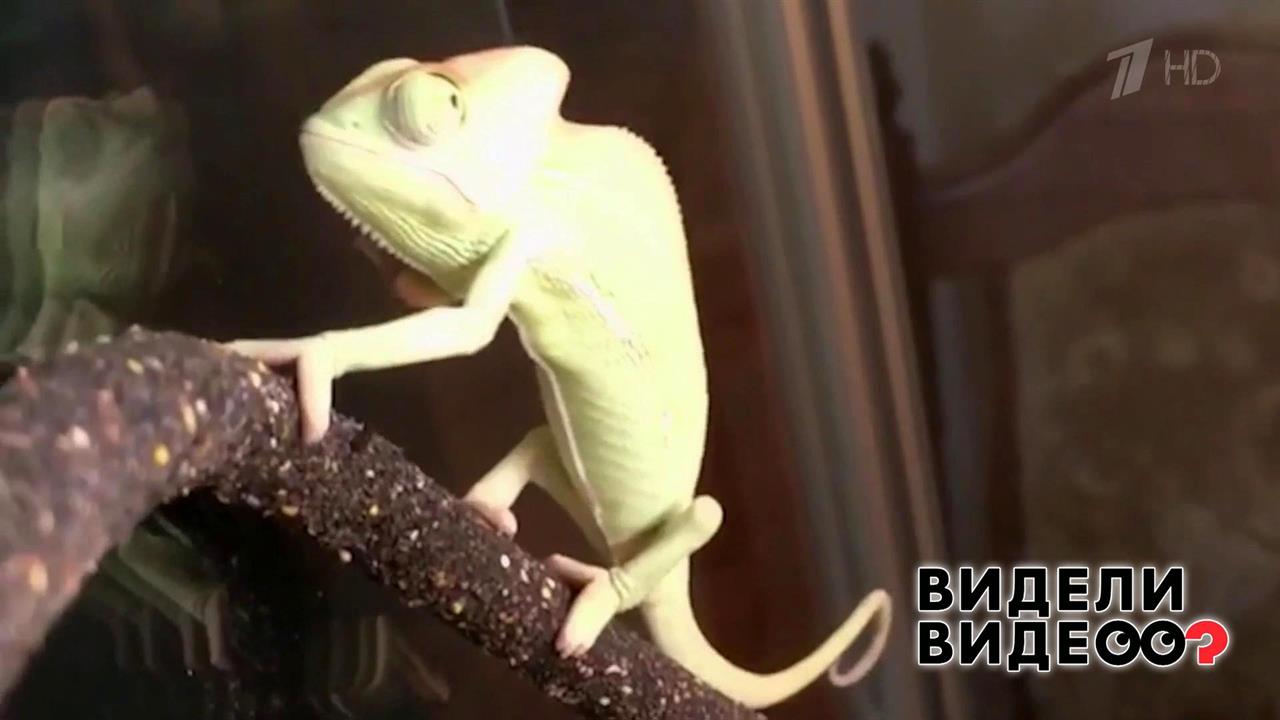 Танцующий хамелеон. Видели видео? Фрагмент выпуска от 07.07.2019