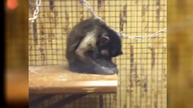 спящая обезьянка смотреть онлайн