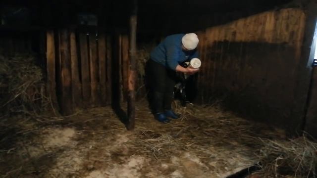 ДОЖДАЛИСЬ!ПЕРВАЯ ГОЛШТИНИЗИРОВАННАЯ ТЕЛОЧКА РОДИЛАСЬ В НАШЕМ ХОЗЯЙСТВЕ!!КОРМЛЕНИЕ ТЕЛЕНКА ИЗ СОСКИ смотреть онлайн