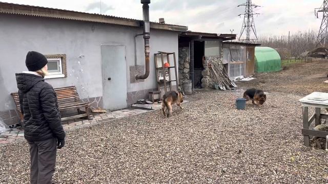 Практическая кинология. Высыл на «место».