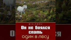 Почему он не боялся спать один в лесу?