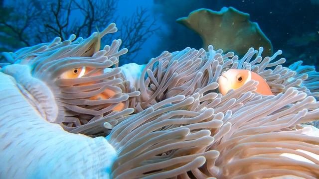 Maldivian Clownfish