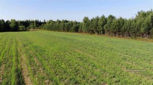 Мимо зверь не пройдёт. На охотничьих угодьях овсяное поле, солонец, вышка. Облёт в июле