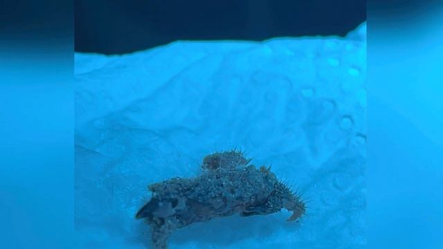 Линька краба нелегала в морском аквариуме. смотреть онлайн