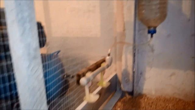 Первая половина в курятнике готова встречать кур к заселению. Поилки, кормушка, насест, гнёзда...