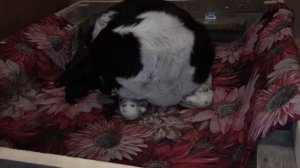 Кормящая сука САО  подзывает к себе щенков.