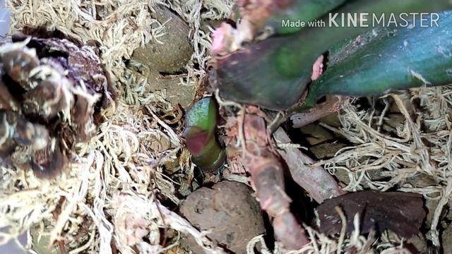 Адениумы из семян с алиэкспресс смотреть онлайн