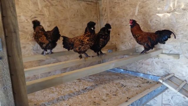 Курятник и первые курочки! смотреть онлайн