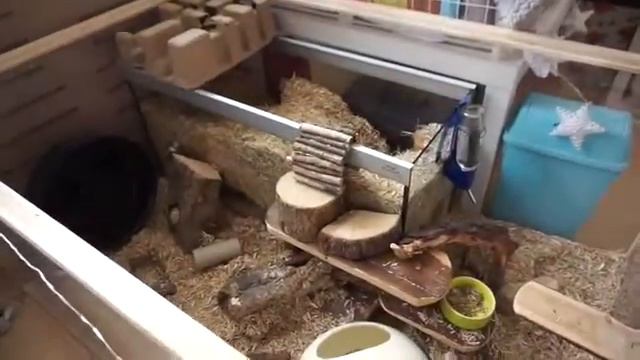 веселые и очень милые животные. Котопес кусать экран ❤ смотреть онлайн