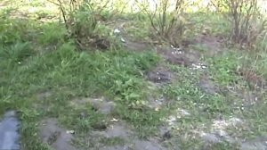 Будка для ягдтерьера!