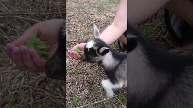 Фасолька, очень большая козочка. смотреть онлайн