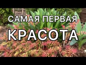 Прогулка по саду. Хвойные, розы, многолетники, луковичные, кустарники. Архив 2021. Дневник садовода