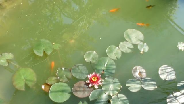 Пруд. Зацветают нимфеи. смотреть онлайн