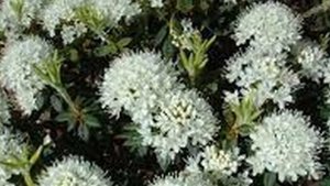 Багульник болотный лечит болезни легких и бронхов, кашель и насмо