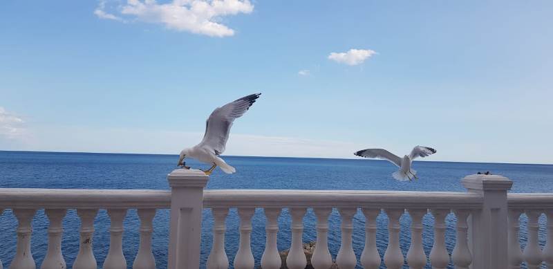 Недорогое жилье в Алупке на берегу моря. Крым Алупка отдых у моря. «ЧАЙКА» ГОСТЕВОЙ ДОМ в Алупке