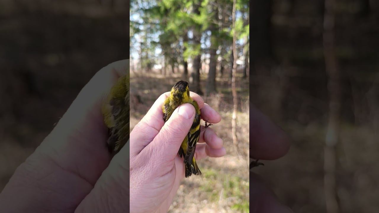 Чиж 28.04.24. смотреть онлайн