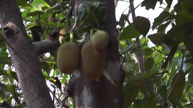 Индия ГОА/ India/ GOA/ХЛЕБНОЕ ДЕРЕВО смотреть онлайн