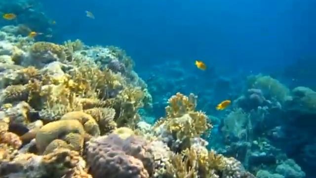 Кораллы Красного моря -- волшебная подводная страна смотреть онлайн