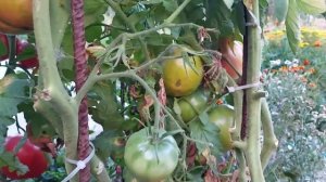 Томат Японский краб.