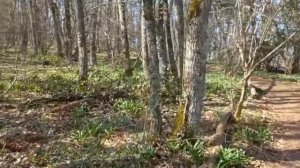 Гурзуф куда сходить. Прогулка на Аю-Даг. Подснежники на Медведь горе. Пешие прогулки в горы в Крыму