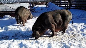 Свиньи Мейшан на зимней прогулке. Pigs Meishan #китайскиевислоухие#свиньи#мейшан#деревня#belarus#