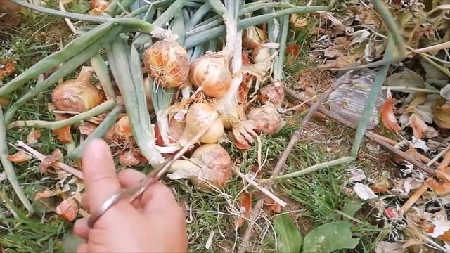 Уборка репчатого лука и подготовка к хранению.