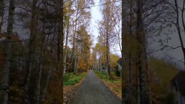 Однозначно и как всегда бесповоротно подкралась её величество - хмурая Осень!
